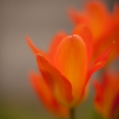 Soft Orange Tulip Dreams To order a print please email me at  Mike Reid Photography : tulip, tulips, flower, , floral, tulip festival, floral photography, flower photos, washington state, skagit tulip festival