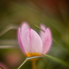 Soft Pink Lines To order a print please email me at  Mike Reid Photography : tulip, tulips, flower, , floral, tulip festival, floral photography, flower photos, washington state, skagit tulip festival