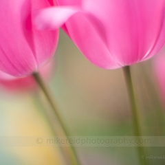 Soft Pink tulips To order a print please email me at  Mike Reid Photography : tulip, tulips, flower, , floral, tulip festival, floral photography, flower photos, washington state, skagit tulip festival, thin depth of field, botanical, petals