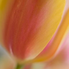 Soft Yellow Tulip Flower