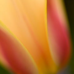 Soft Yellow Tulip