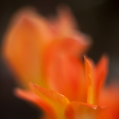 Solar Orange Blooms To order a print please email me at  Mike Reid Photography : tulip, tulips, flower, , floral, tulip festival, floral photography, flower photos, washington state, skagit tulip festival