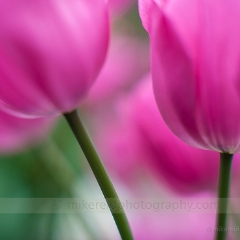 Spring Glory To order a print please email me at  Mike Reid Photography : tulip, tulips, flower, , floral, tulip festival, floral photography, flower photos, washington state, skagit tulip festival, thin depth of field, botanical, petals