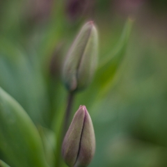 The Pair To order a print please email me at  Mike Reid Photography : tulip, tulips, flower, , floral, tulip festival, floral photography, flower photos, washington state, skagit tulip festival, thin depth of field, botanical, petals, zeiss
