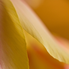 Tulip Folds