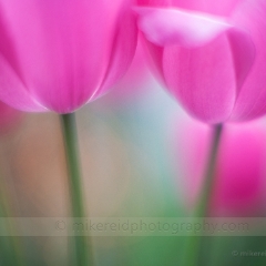 Tulip Forest To order a print please email me at  Mike Reid Photography : tulip, tulips, flower, , floral, tulip festival, floral photography, flower photos, washington state, skagit tulip festival, thin depth of field, botanical, petals