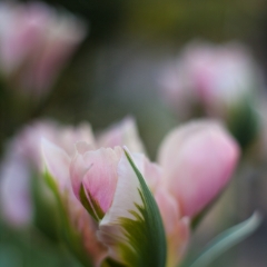 Tulip Pink Curves and Light To order a print please email me at  Mike Reid Photography : tulip, tulips, flower, , floral, tulip festival, floral photography, flower photos, washington state, skagit tulip festival, thin depth of field, botanical, petals