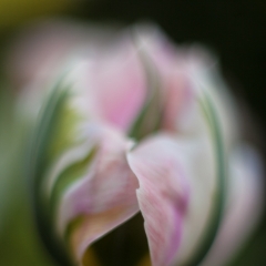 Tulip Pink Mystere