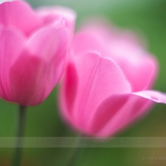Two Beautiful Flowers To order a print please email me at  Mike Reid Photography : tulip, tulips, flower, , floral, tulip festival, floral photography, flower photos, washington state, skagit tulip festival, thin depth of field, botanical, petals