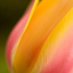 Yellow Red Tulip To order a print please email me at  Mike Reid Photography : tulip, tulips, flower, , floral, tulip festival, floral photography, flower photos, washington state, skagit tulip festival