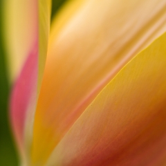 Yellow Tulip Petal