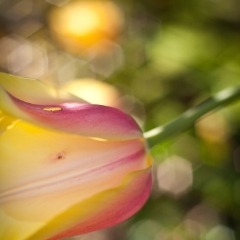 Yellow Tulip Zeiss Bokeh To order a print please email me at  Mike Reid Photography : tulip, tulips, flower, , floral, tulip festival, floral photography, flower photos, washington state, skagit tulip festival