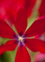 Bright Red Tulip Petals