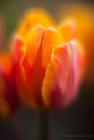 Glowing Yellow Orange Tulip