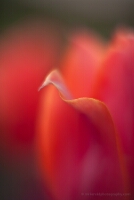 Point of a Tulip Petal