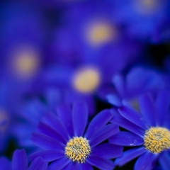 Blue Daisies To order a print please email me at  Mike Reid Photography : flower, flowers, floral, conservatory, volunteer park conservatory, greenhouse, abstract, bokeh, thin depth of field, zeiss, rokkor, beautiful, flower photography