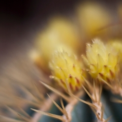 Cactus Flowers To order a print please email me at  Mike Reid Photography : flower, flowers, floral, conservatory, volunteer park conservatory, greenhouse, abstract, bokeh, thin depth of field, zeiss, rokkor, beautiful, flower photography