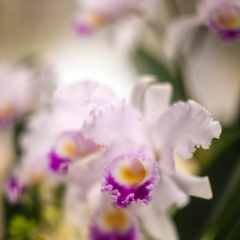 Glorious Orchids To order a print please email me at  Mike Reid Photography : flower, flowers, floral, conservatory, volunteer park conservatory, greenhouse, abstract, bokeh, thin depth of field, zeiss, rokkor, beautiful, flower photography