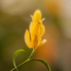 Golden Flourish To order a print please email me at  Mike Reid Photography : flower, flowers, floral, conservatory, volunteer park conservatory, greenhouse, abstract, bokeh, thin depth of field, zeiss, rokkor, beautiful, flower photography