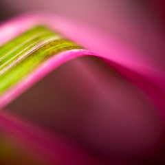 Grass Bend Abstract To order a print please email me at  Mike Reid Photography : flower, flowers, floral, conservatory, volunteer park conservatory, greenhouse, abstract, bokeh, thin depth of field, zeiss, rokkor, beautiful, flower photography