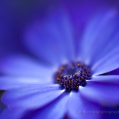 Kind of Blue Flower To order a print please email me at  Mike Reid Photography : flower, flowers, floral, conservatory, volunteer park conservatory, greenhouse, abstract, bokeh, thin depth of field, zeiss, rokkor, beautiful, flower photography