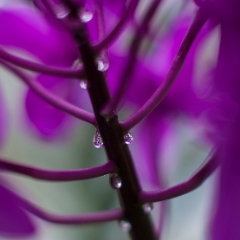 Orchid Drops To order a print please email me at  Mike Reid Photography : flower, flowers, floral, conservatory, volunteer park conservatory, greenhouse, abstract, bokeh, thin depth of field, zeiss, rokkor, beautiful, flower photography