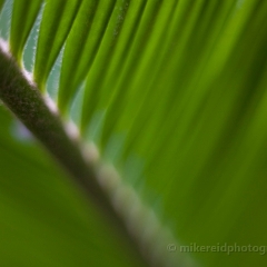 Palm Fronds To order a print please email me at  Mike Reid Photography : flower, flowers, floral, conservatory, volunteer park conservatory, greenhouse, abstract, bokeh, thin depth of field, zeiss, rokkor, beautiful, flower photography