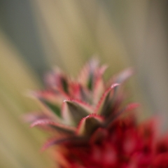 Pineapple Almost To order a print please email me at  Mike Reid Photography : flower, flowers, floral, conservatory, volunteer park conservatory, greenhouse, abstract, bokeh, thin depth of field, zeiss, rokkor, beautiful, flower photography
