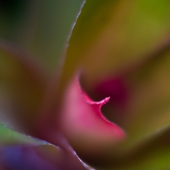 Succulent Tongue To order a print please email me at  Mike Reid Photography : flower, flowers, floral, conservatory, volunteer park conservatory, greenhouse, abstract, bokeh, thin depth of field, zeiss, rokkor, beautiful, flower photography