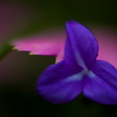Tip of Blue To order a print please email me at  Mike Reid Photography : flower, flowers, floral, conservatory, volunteer park conservatory, greenhouse, abstract, bokeh, thin depth of field, zeiss, rokkor, beautiful, flower photography