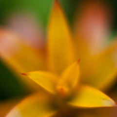 Tips of Gold To order a print please email me at  Mike Reid Photography : flower, flowers, floral, conservatory, volunteer park conservatory, greenhouse, abstract, bokeh, thin depth of field, zeiss, rokkor, beautiful, flower photography
