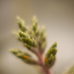 Tree of Buds To order a print please email me at  Mike Reid Photography : flower, flowers, floral, conservatory, volunteer park conservatory, greenhouse, abstract, bokeh, thin depth of field, zeiss, rokkor, beautiful, flower photography
