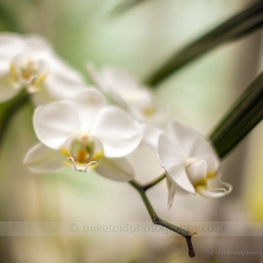 White Romance To order a print please email me at  Mike Reid Photography : flower, flowers, floral, conservatory, volunteer park conservatory, greenhouse, abstract, bokeh, thin depth of field, zeiss, rokkor, beautiful, flower photography