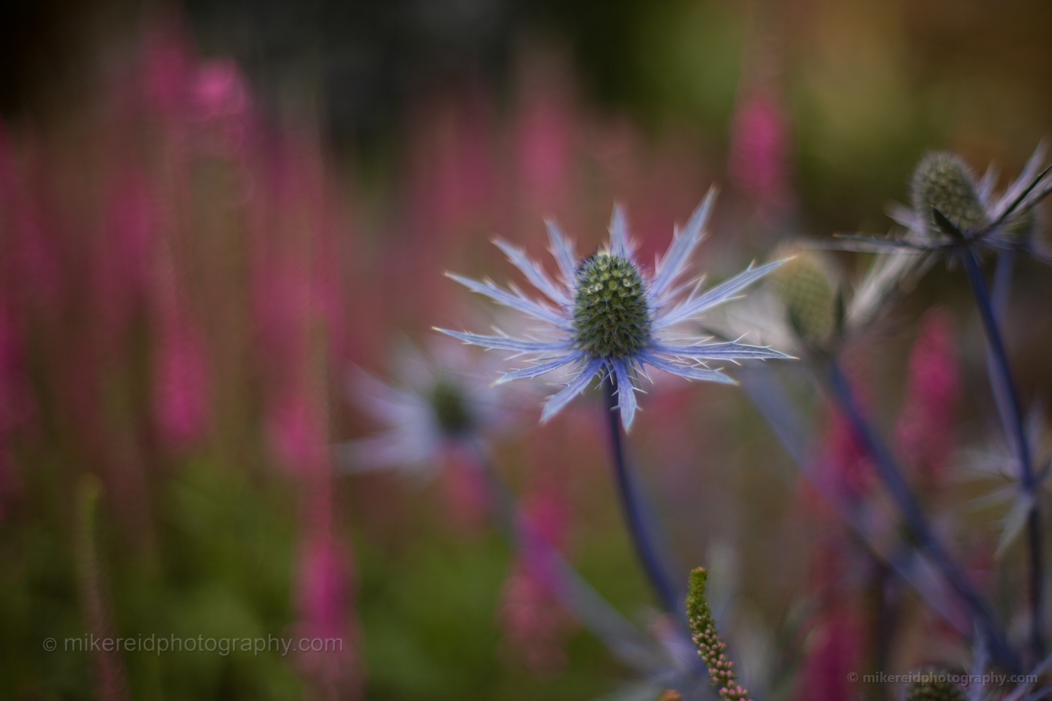 White Thistle Flowers.jpg 