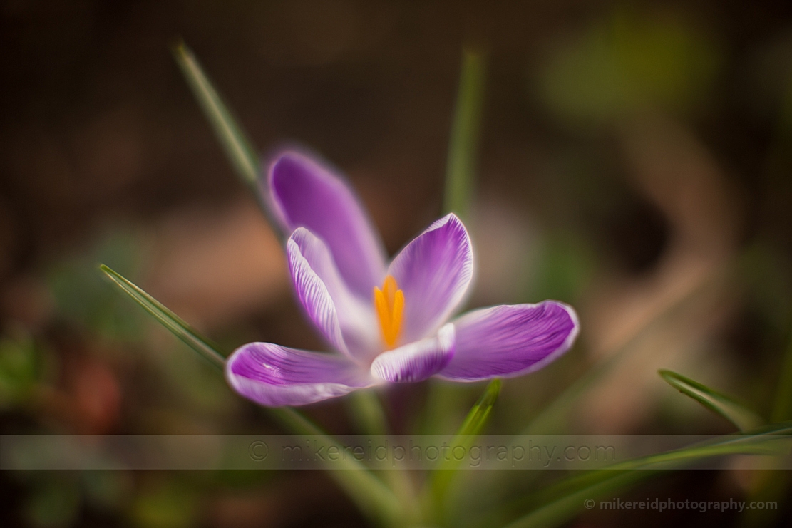 Wide Purple Crocus Closeup.jpg 