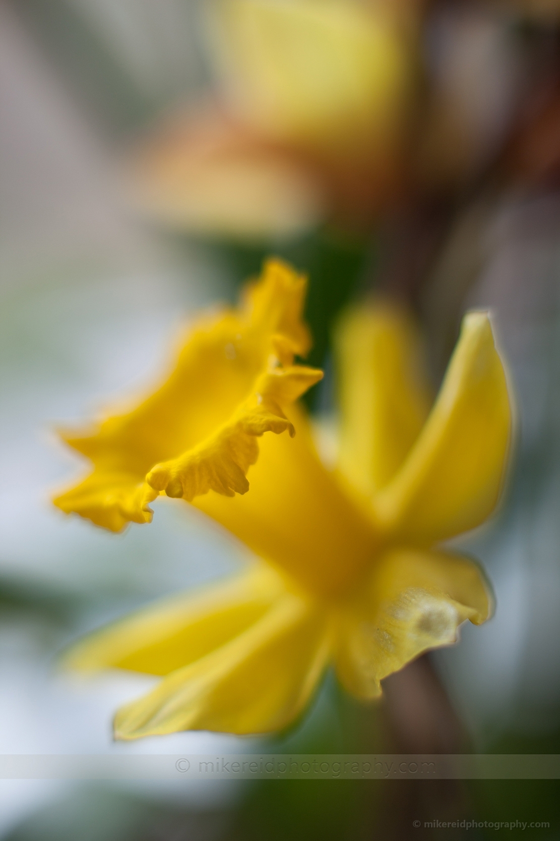 Beautiful Daffodil