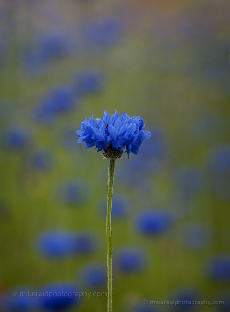 Blue Carnations Photograph
