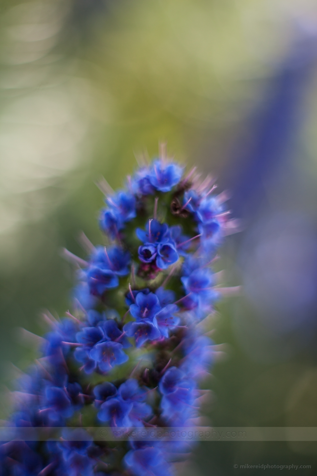 Blue Echium Clusters.jpg