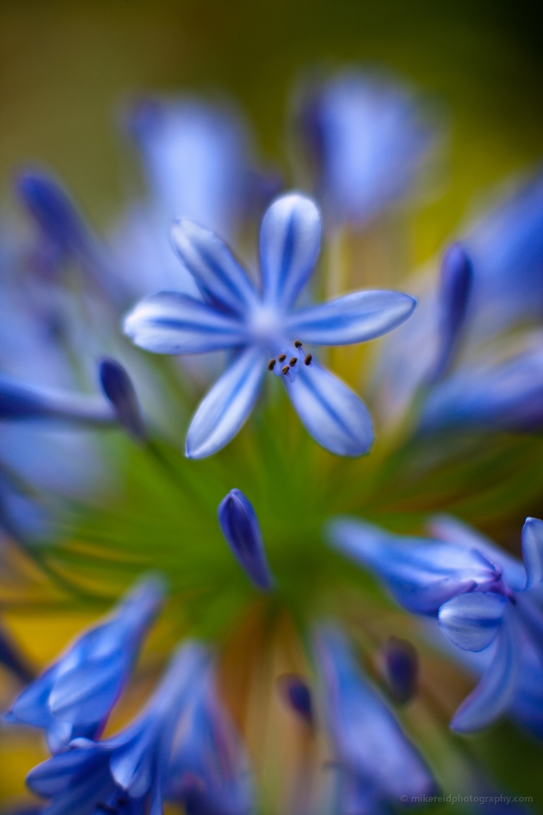 Blue Flower Abstracts