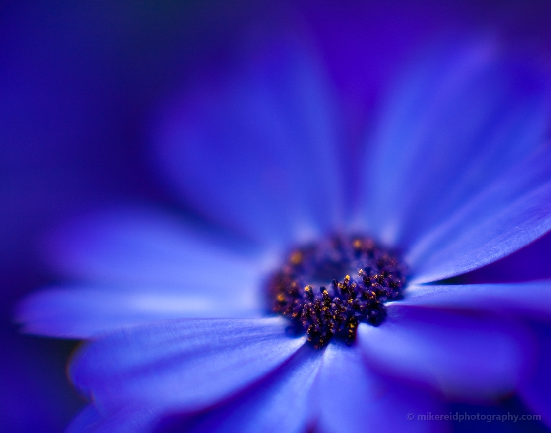 Blue Gerbera Daisy Flower.jpg