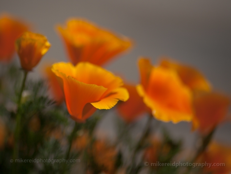 California Poppies.jpg