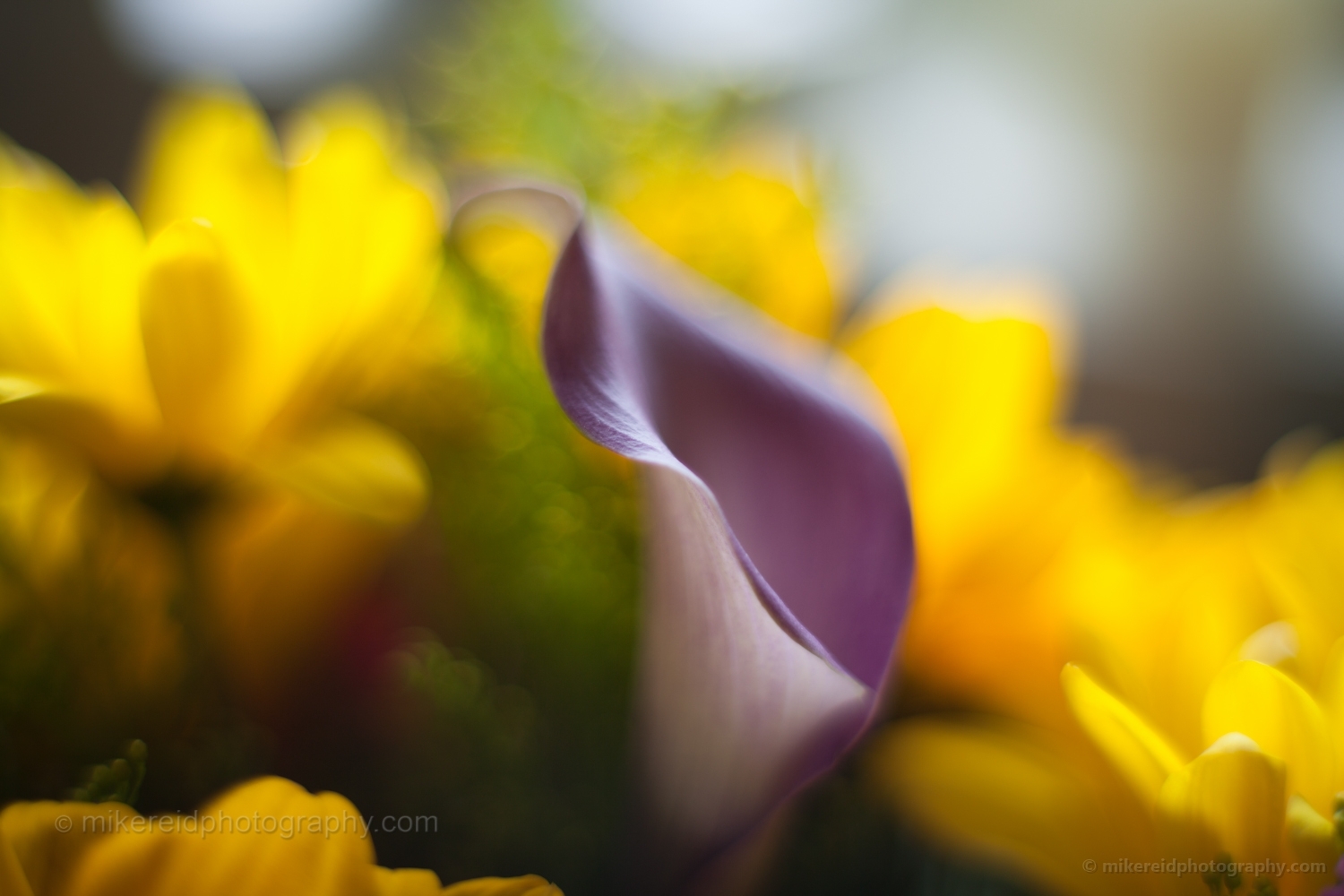 Calla Flower Abstract Imagery