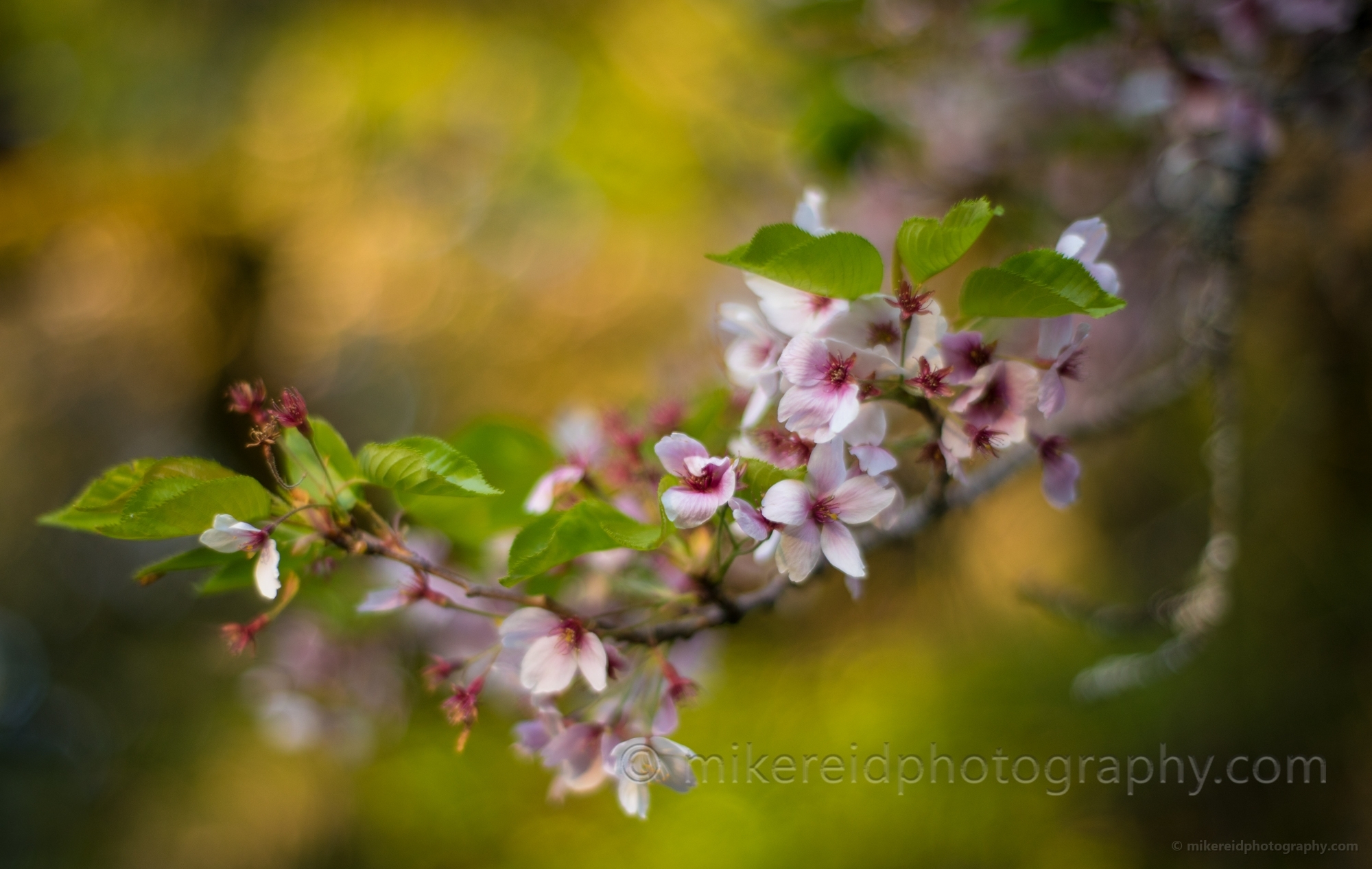 Cherry Blossoms Delicate Light.jpg