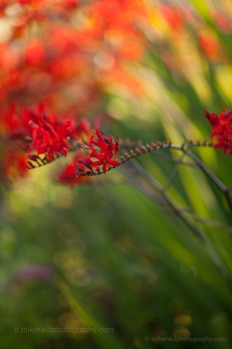 Cluster of Red Crocosmia Flowers Photography.jpg