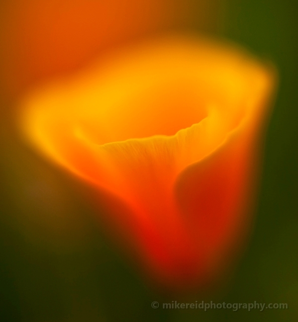 Cup of Gold Poppy Flower.jpg