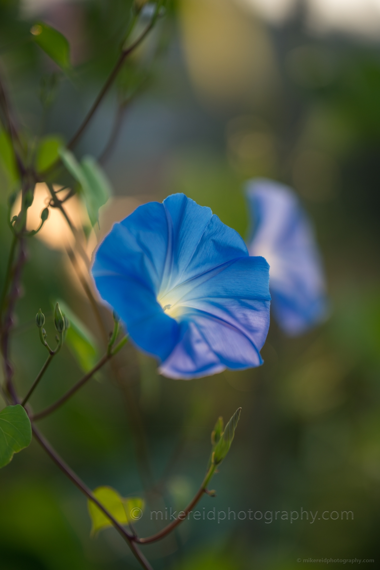 Flower Photography Blue Petunia Dusk Light