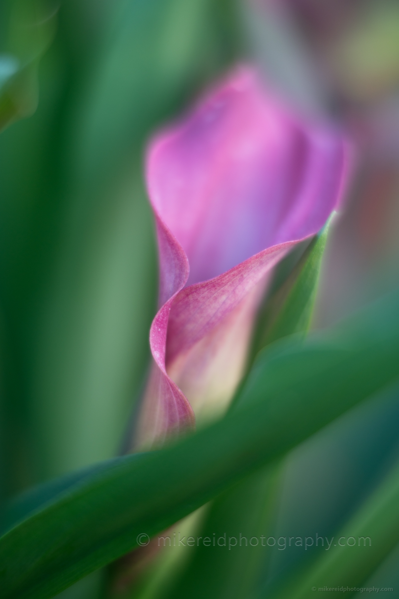 Flower Photography Pink Calla