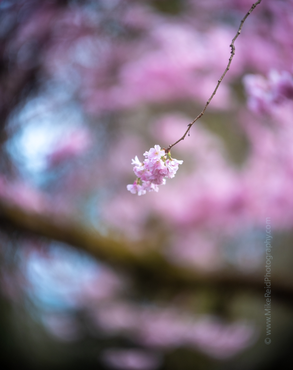 Flower Photography Pink Cherry Blossom