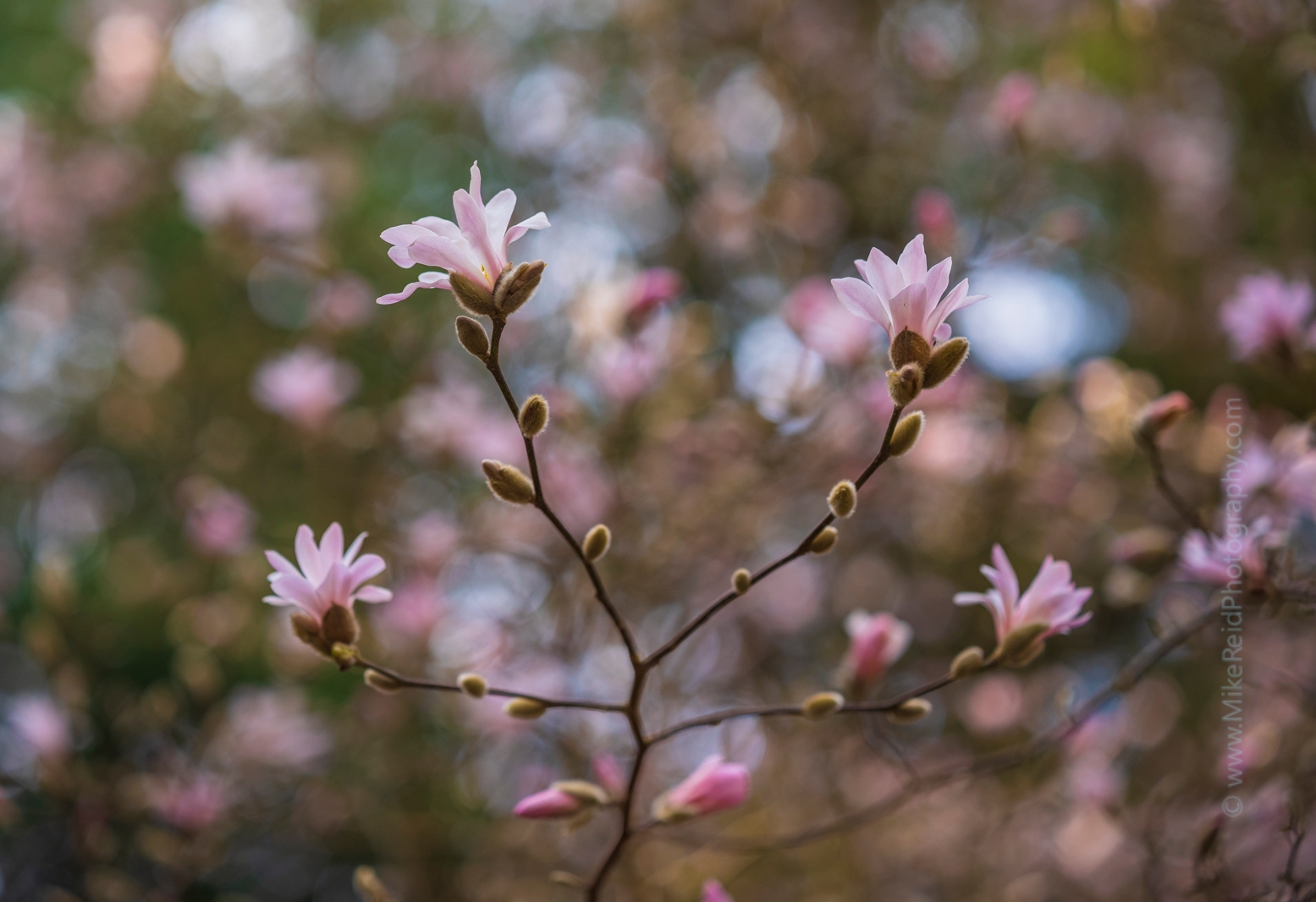 Flower Photography Pink Magnolia Branches