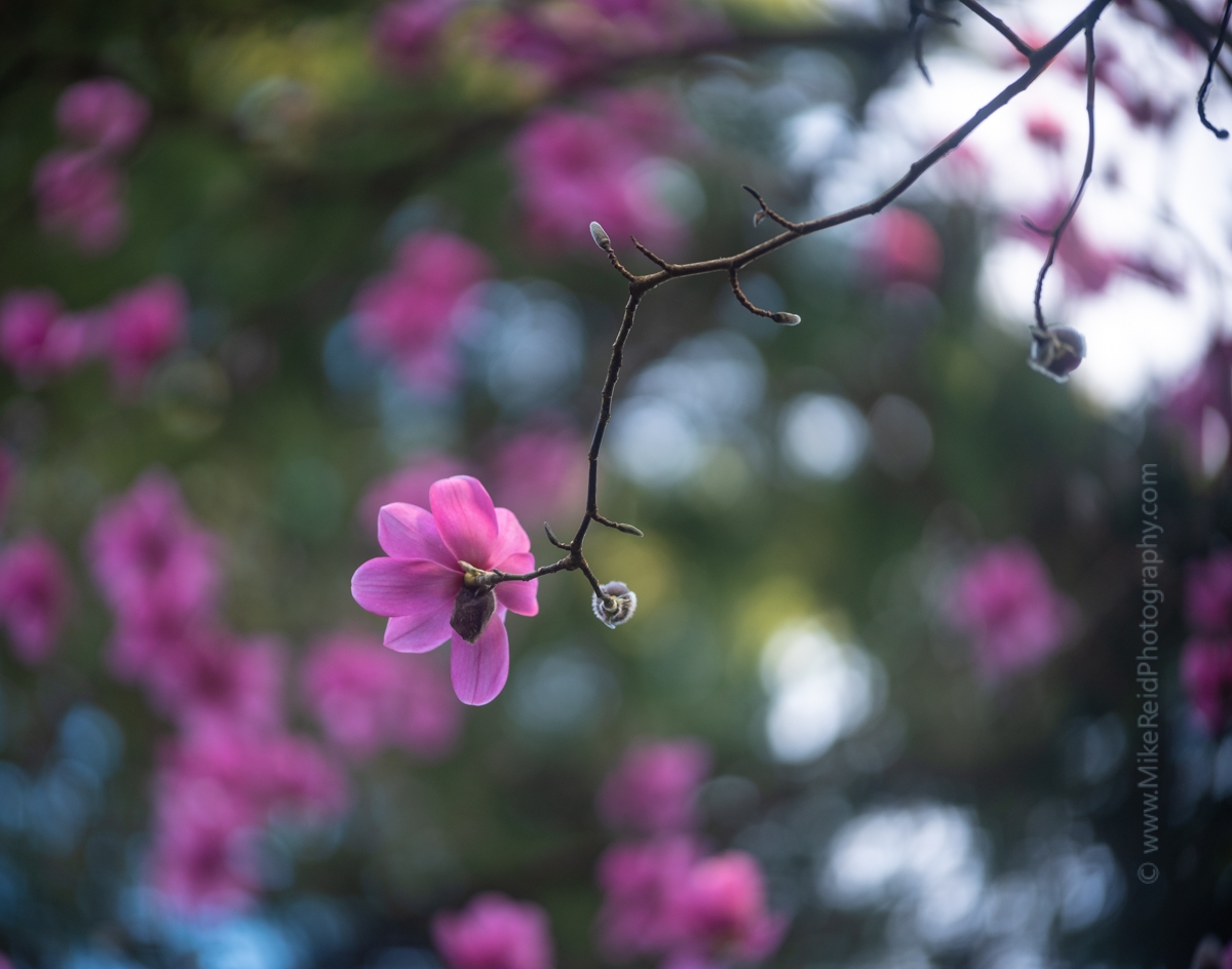 Flower Photography Pink Magnolia GFX50s